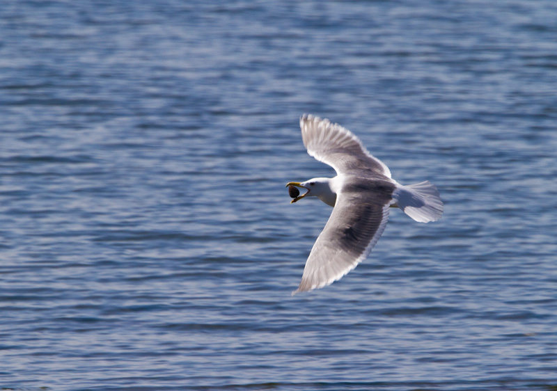 Gull With Clam